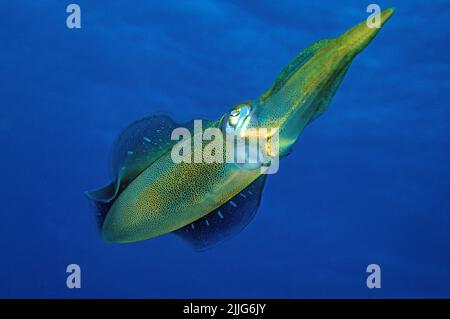 Calamar caribeño de arrecife (Sepioteuthis sepioidea), nadar en aguas azules, Curacao, Antillas Holandesas, Mar Caribe, Caribe Foto de stock
