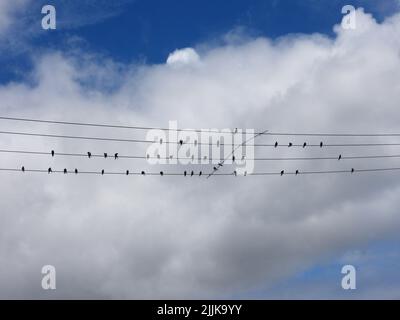 Un grupo de pequeñas golondrinas encaramadas en las líneas eléctricas contra el cielo nublado Foto de stock