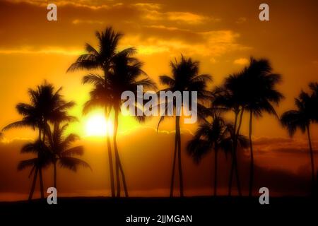 Palmeras de ensueño siluetas puesta de sol cerca del océano playa tropical ubicación Full Moon Foto de stock