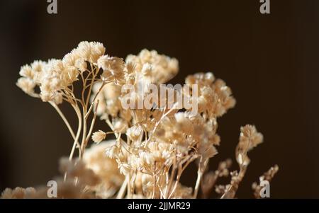 Vista de primer plano de la flor seca para el arreglo Foto de stock