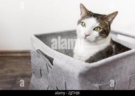 Gato doméstico y taburete con almacenaje gris puf redondo de lino