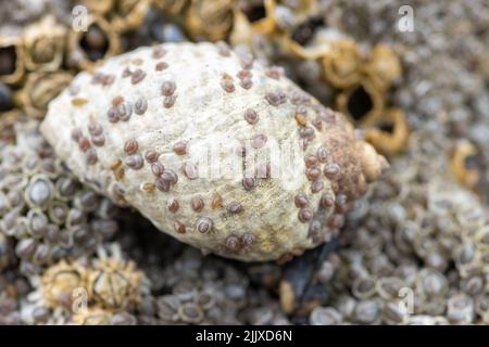 Perro whelk en la costa rocosa cubierta de barnacles Foto de stock