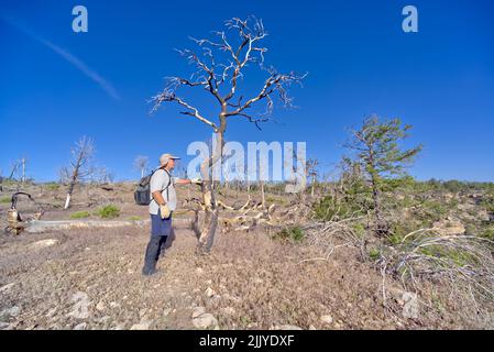 Excursionista examinando un árbol muerto en un bosque al este de Shoshone Point que fue quemado hace muchos años de un incendio forestal en el Gran Cañón de Arizona. Foto de stock