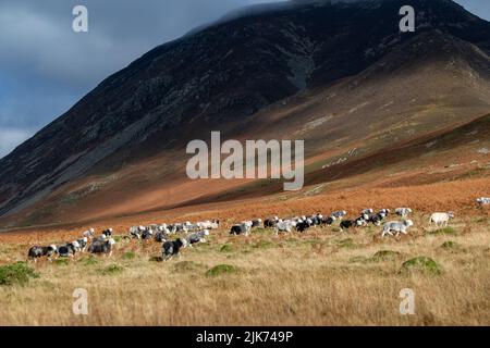 Pastores recogiendo ovejas Herdwick en Cinheit Fell, Cumbria, en otoño, listas para el tiempo de la temporada. Parque Nacional del Distrito de los Lagos, Reino Unido. Foto de stock