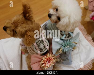 Un 9-y-o femenino Pomeranian y Poodle Mix nombrado Moco y 8-y-o mujer  Poodle nombrado Purin llevar a batería conjuntos de ventilador para  mascotas, desarrollado por el fabricante japonés de ropa de maternidad  'Sweet Mommy', en Tokio, Japón 28 ...