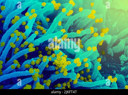 Esta imagen de microscopio electrónico de barrido muestra el SARS-CoV-2 (partículas amarillas redondas) que emergen de la superficie de una célula cultivada en el laboratorio. El SARS-CoV-2, también conocido como 2019-nCoV, es el virus que causa la COVID-19. Imagen capturada y coloreada en Rocky Mountain Laboratories en Hamilton, Montana. Crédito: NIAID Foto de stock