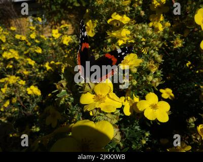 Una mariposa, el Almirante Rojo, Vanessa Atalanta, en un arbusto con flores amarillas. Foto de stock