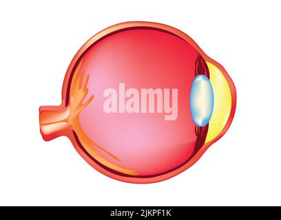 Anatomía estructural interna del ojo Foto de stock