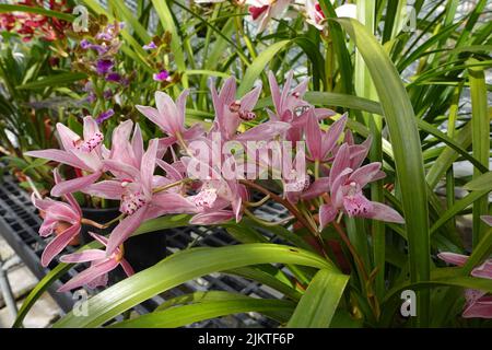 Un montón de orquídeas Cymbidium en el jardín Foto de stock