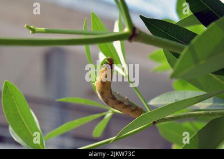 Larvas de la mosca del sierra (familia Tenthredinidae) comiendo las hojas de un arbusto. Se asemejan a orugas amarillas con puntos negros. Foto de stock