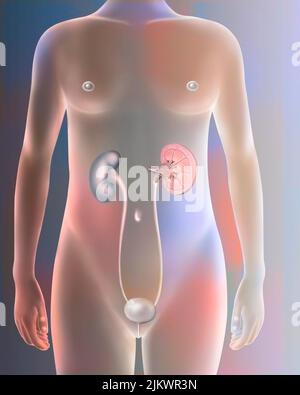 Sistema urinario femenino stock de ilustración. Ilustración de uretra -  36221015