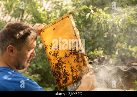 Marco con panales de miel y abejas. El apicultor mira el trabajo de las abejas en la colmena. Foto de stock