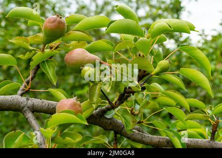Varios frutos de pera jóvenes en una rama con hojas verdes. Foto de stock