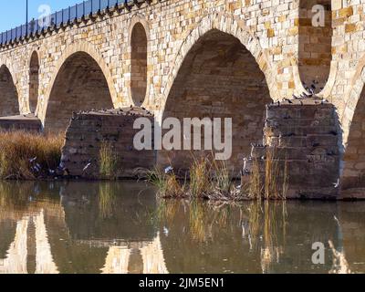 Una hermosa foto de la paloma en el puente de Piedra sobre el río Duero, bajo la luz del sol en Zamora, España Foto de stock