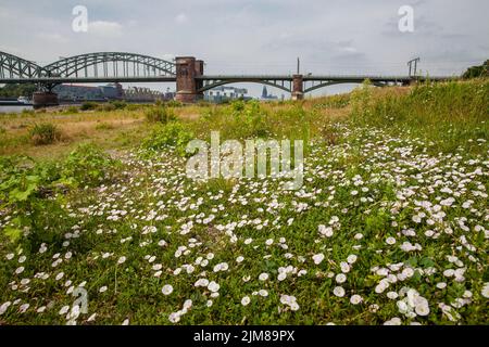 Campo bindweed en la pradera del río Rin en el distrito de Poll, en el fondo el Puente Sur y la catedral, Colonia, Alemania. Ackerwin Foto de stock