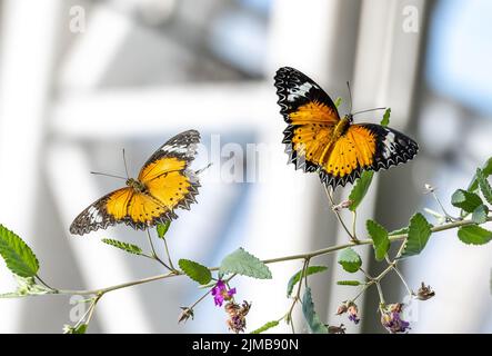 Las dos mariposas tigre (Danaus chrysippus) en planta Foto de stock