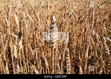 El trigo, el campo del trigo, Triticum aestivum L., Beckedorf, Baja Sajonia, Alemania, Europa Foto de stock