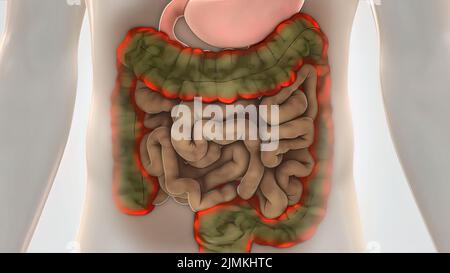 Anatom A Del Colon Masculino Humano En El Futurista Mseamless Loop Fotograf A De Stock Alamy