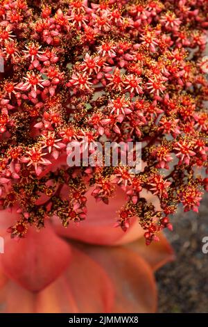 El Aeonium nobile es una planta suculenta que forma una gran roseta solitaria de hojas gruesas y carnosas de color verde amarillento, ocasionalmente rojas o marrones Foto de stock