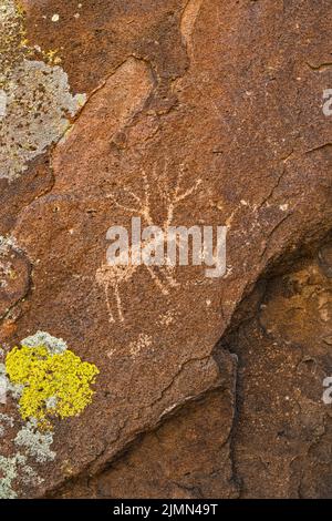 Petroglifos de ciervo en el afloramiento de toba, Distrito Arqueológico Mt Irish, Locus Occidental, Monumento Nacional Basin and Range, Nevada, EE.UU Foto de stock