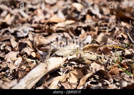 Mariposa de rayas rojas (cecrops de Calycopis) en el follaje del suelo Foto de stock