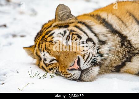 Tigre tumbado en la nieve. Hermoso tigre siberiano salvaje en la nieve Foto de stock