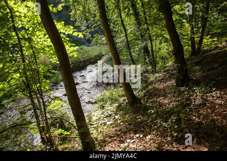 El río Hoenne entre Hemer y Balve, el valle de Hoenne, la región de Sauerland, Renania del Norte-Westfalia, Alemania. Die Hoenne zwischen Hemer und Balve, Hoenn Foto de stock