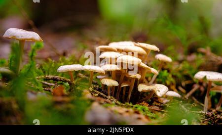 Primeros planos de setas mágicas. Un grupo de pequeños hongos blancos cubiertos de musgo en el bosque. Muchos hongos venenosos pequeños. Bosque misterioso. Foto de stock