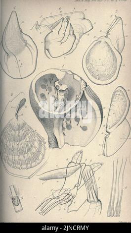 Los Anales y la revista de historia natural; zoología, botánica y geología (1849) (18686999) Foto de stock
