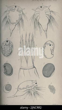 Los Anales y la revista de historia natural; zoología, botánica y geología (1849) (18687001) Foto de stock