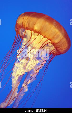 Jalea de ortiga marina (Chrysaora fuscescens) a la deriva en aguas azules, California, EE.UU., Océano Pacífico