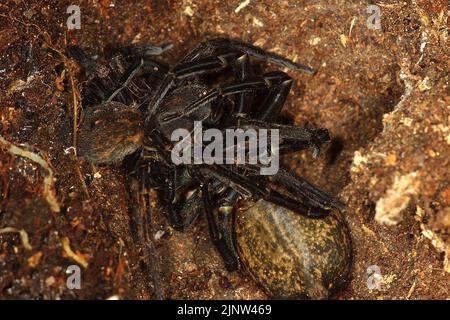 Par de arañas vagantes (Uliodon albopunctatus) Foto de stock