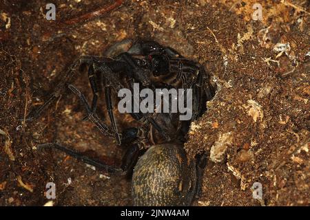 Par de arañas vagantes (Uliodon albopunctatus) Foto de stock