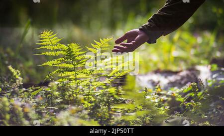 La mano de un hombre toca un helecho en el bosque. Cuidando el medio ambiente. La ecología El concepto de salvar el mundo y amar la naturaleza por el ser humano Foto de stock
