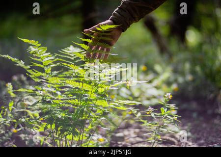 La mano de un hombre toca un helecho en el bosque. Cuidando el medio ambiente. La ecología El concepto de salvar el mundo y amar la naturaleza por el ser humano Foto de stock