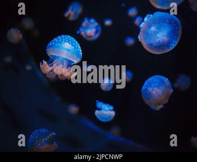 Hermosa medusa de colores en macro primer plano foto nadar en el acuario con fondo negro, cámara de seguimiento suave y estable, fauna submarina Foto de stock