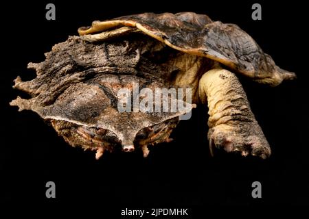 Matamata (Chelus fimbriatus)