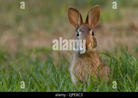 Cottontail oriental conejo (Sylvilagus floridanus) Foto de stock
