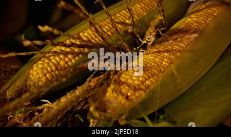 Foto de cerca de una oreja de maíz. Concepto de cosecha de otoño. Foto de stock
