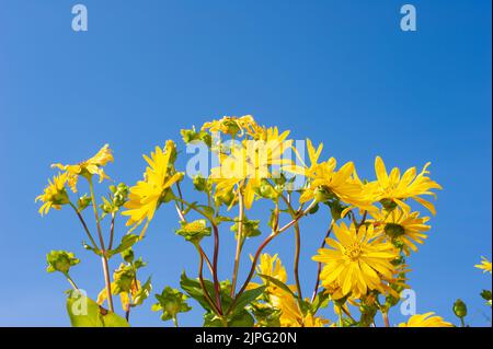 Planta de brújula, Silphium laciniatum, en plena floración contra el cielo azul de verano. Foto de stock