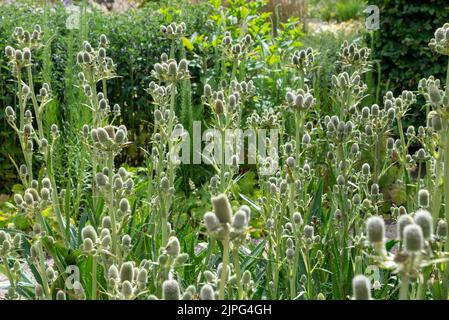 Eryngium Agavifolium (acebo del mar de Agave) Una planta perenne perenne que florece en verano. Foto de stock