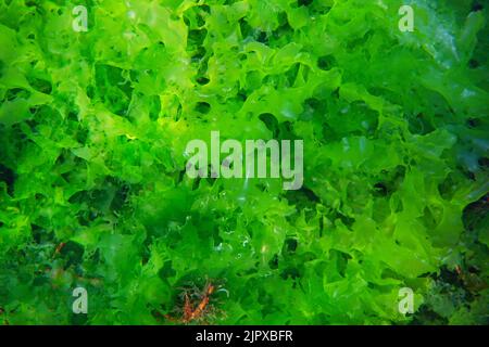 Lechuga de mar Ulva lactuca Alga verde comestible, submarina en el Océano Atlántico, España