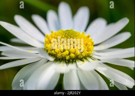 Sección ampliada de la flor de margarita. Una explosión de color y detalles de una flor común de la península italiana. Daisy chamomile Foto de stock