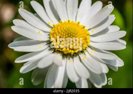 Sección ampliada de la flor de margarita. Una explosión de color y detalles de una flor común de la península italiana. Daisy chamomile Foto de stock