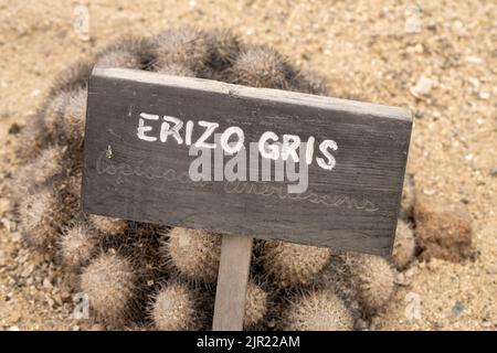 Erizo Gris o Cactus Erizo Gris, Copiapoa cinerascens, en el Parque Nacional Pan de Azucar, Desierto de Atacama, Chile. Foto de stock