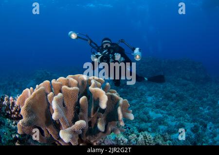 El fotógrafo James Watt (MR) se alinea en un arrecife con su cámara digital SLR en una carcasa submarina con estrobos Ikelite. Costa de Kona, Hawai. Foto de stock