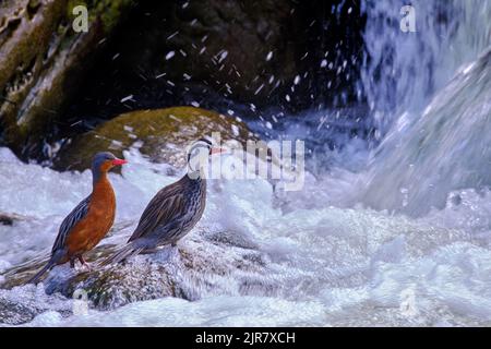 Pato torrent (Merganetta armata), hermoso e inusual par de patos encaramado en una roca en el río. Foto de stock