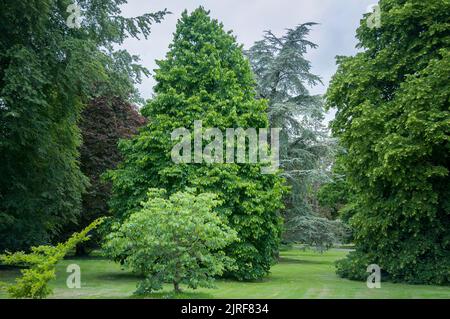 Jardín con árboles rara vez en el Castillo de Blarney. Irlanda, condado de Cork Foto de stock