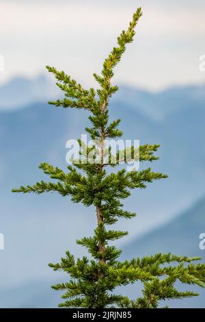 Montaña Hemlock, Tsuga mertensiana, se encuentra en las crestas subalpinas de Evergreen Mountain, Cascade Range, Mt. Bosque Nacional Baker-Snoqualmie, Washington Foto de stock