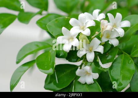 Las flores jazmín con gotas de lluvia Fotografía de stock - Alamy